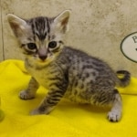 Mau, silver, female DOB 1-26-24