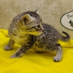 Mau, silver, female DOB 1-26-24