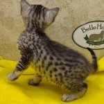 Mau, silver, female DOB 1-26-24