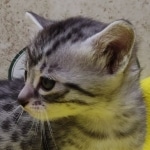 Mau, silver, female DOB 1-26-24