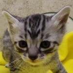 Mau, silver, female DOB 1-26-24