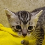 Mau, silver, female DOB 1-26-24