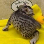 Mau, silver, female DOB 1-26-24