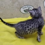 Mau, silver, female DOB 1-26-24