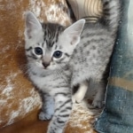 Layla Mau, silver, female DOB 1-26-24