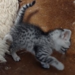 Layla Mau, silver, female DOB 1-26-24 