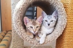 Glaceon, Egyptian Mau, Silver Female #1 DOB 10-3-19