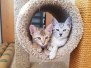 Glaceon, Egyptian Mau, Silver Female #1 DOB 10-3-19