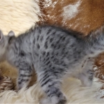 Mau, SIlver, female, DOB 10-3-19