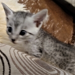 Mau, SIlver, female, DOB 10-3-19