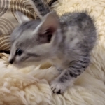 Mau, SIlver, female, DOB 10-3-19