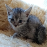 Mau, SIlver, female, DOB 10-3-19