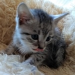 Mau, SIlver, female, DOB 10-3-19