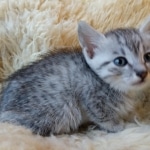 Mau, SIlver, female, DOB 10-3-19