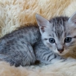 Mau, SIlver, female, DOB 10-3-19