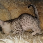 Mau, SIlver, female, DOB 10-3-19