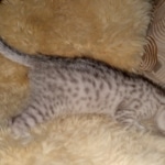 Mau, SIlver, female, DOB 10-3-19