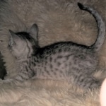 Mau, SIlver, female, DOB 10-3-19