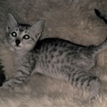 Mau, SIlver, female, DOB 10-3-19