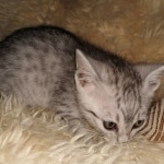 Mau, SIlver, female, DOB 10-3-19