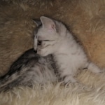 Mau, SIlver, female, DOB 10-3-19