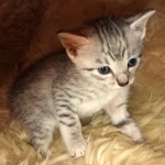 Mau, SIlver, female, DOB 10-3-19