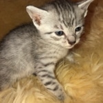 Mau, SIlver, female, DOB 10-3-19
