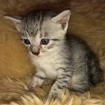 Mau, SIlver, female, DOB 10-3-19