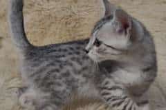 Egyptian Mau Silver Female #1 DOB 11-25-22