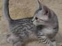 Egyptian Mau Silver Female #1 DOB 11-25-22