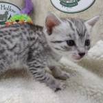 Mau silver female DOB 11-25-22