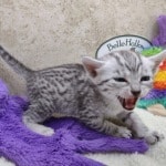 Mau silver female DOB 11-25-22