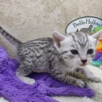 Mau silver female DOB 11-25-22