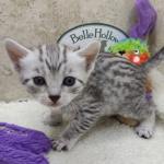 Mau silver female DOB 11-25-22