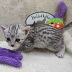 Mau silver female DOB 11-25-22