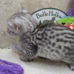 Mau silver female DOB 11-25-22