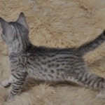 Mau silver female DOB 11-25-22