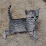 Mau silver female DOB 11-25-22