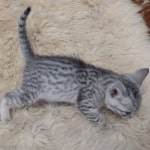 Mau silver female DOB 11-25-22