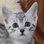 Mau silver female DOB 11-25-22