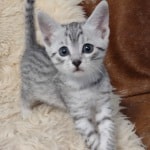 Mau silver female DOB 11-25-22