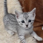 Mau silver female DOB 11-25-22