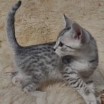 Mau silver female DOB 11-25-22