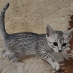 Mau silver female DOB 11-25-22