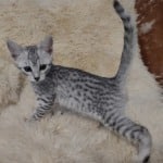 Mau silver female DOB 11-25-22