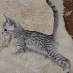 Mau silver female DOB 11-25-22