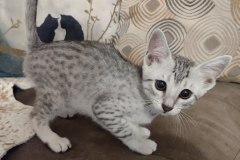 Storm Egyptian Mau silver female #1 DOB 12-23-21