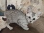 Storm Egyptian Mau silver female #1 DOB 12-23-21