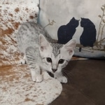 Mau silver female DOB 12-23-21