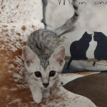 Mau silver female DOB 12-23-21